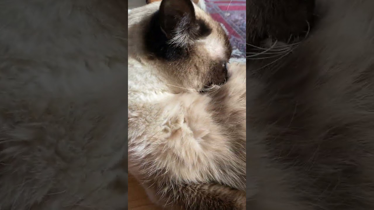 【2023.02.08】今日のシャム猫のふくさん【たぬき猫】 #Shorts