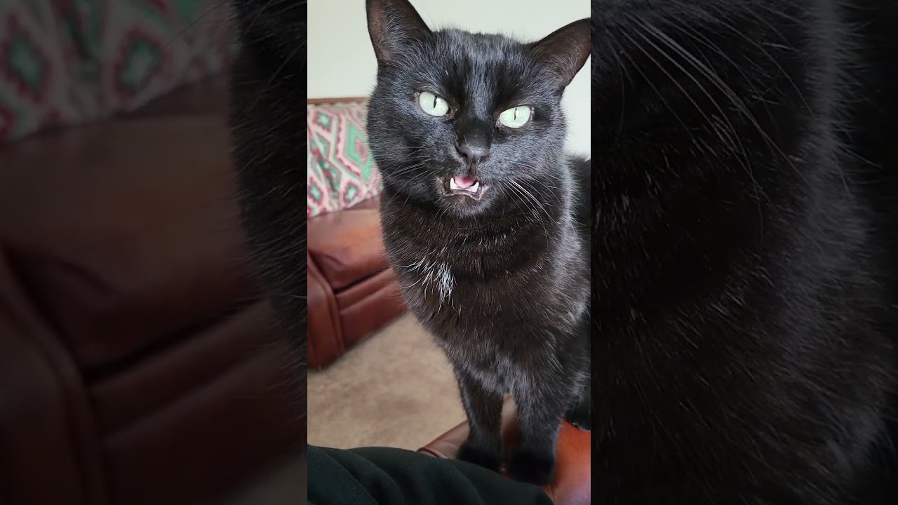 Are you hungry part 11 #shorts