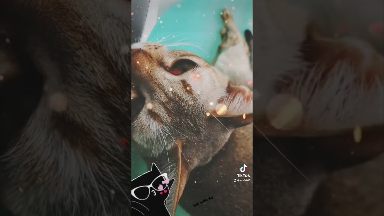 白猫&シンガプーラ&スコティッシュフォールド 大集合！！ #shorts