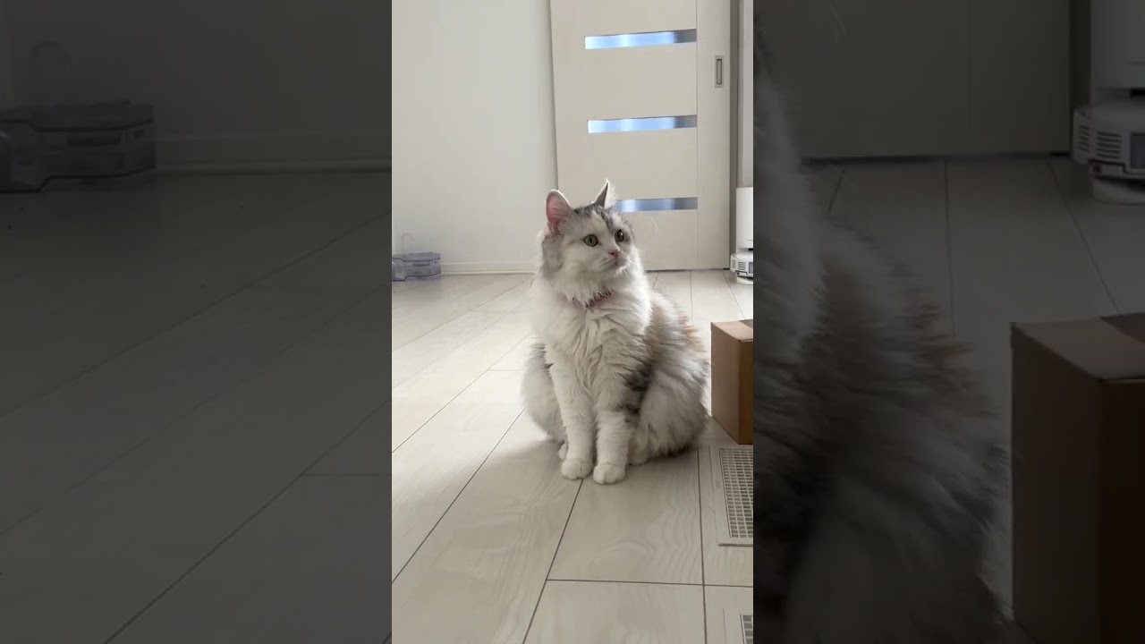 カオスな僕ネコ家の５匹【猫のいる暮らし】#shorts