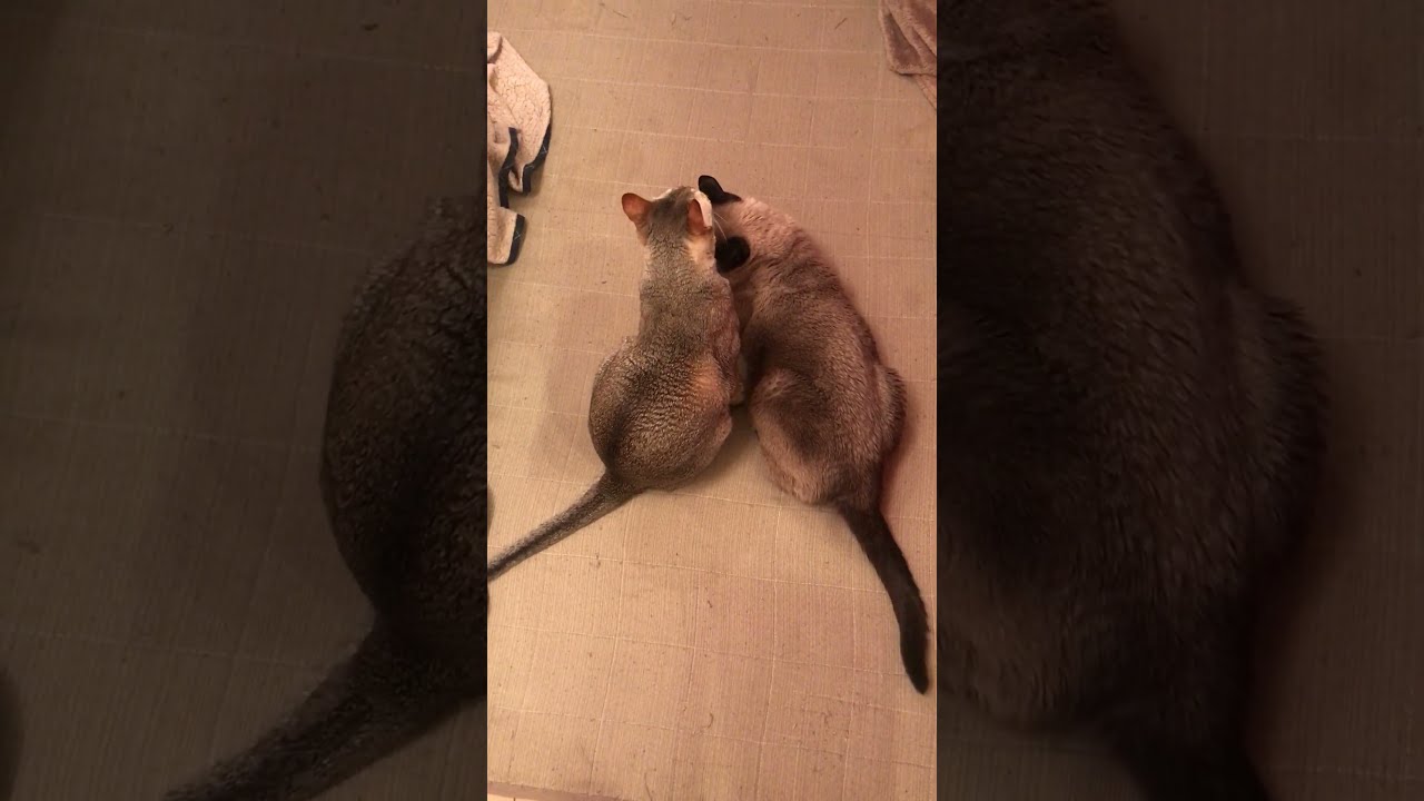 たぬき猫とシンガプーラの大きさくらべなのにゃ♪