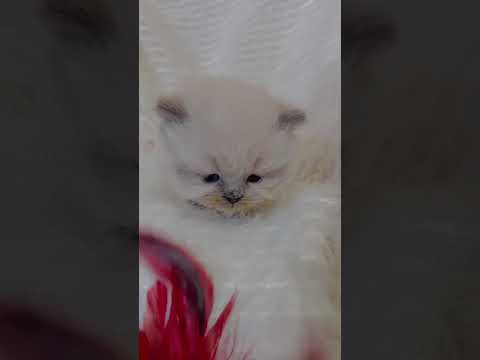 ヒマラヤン ブルーポイントの女の子♡