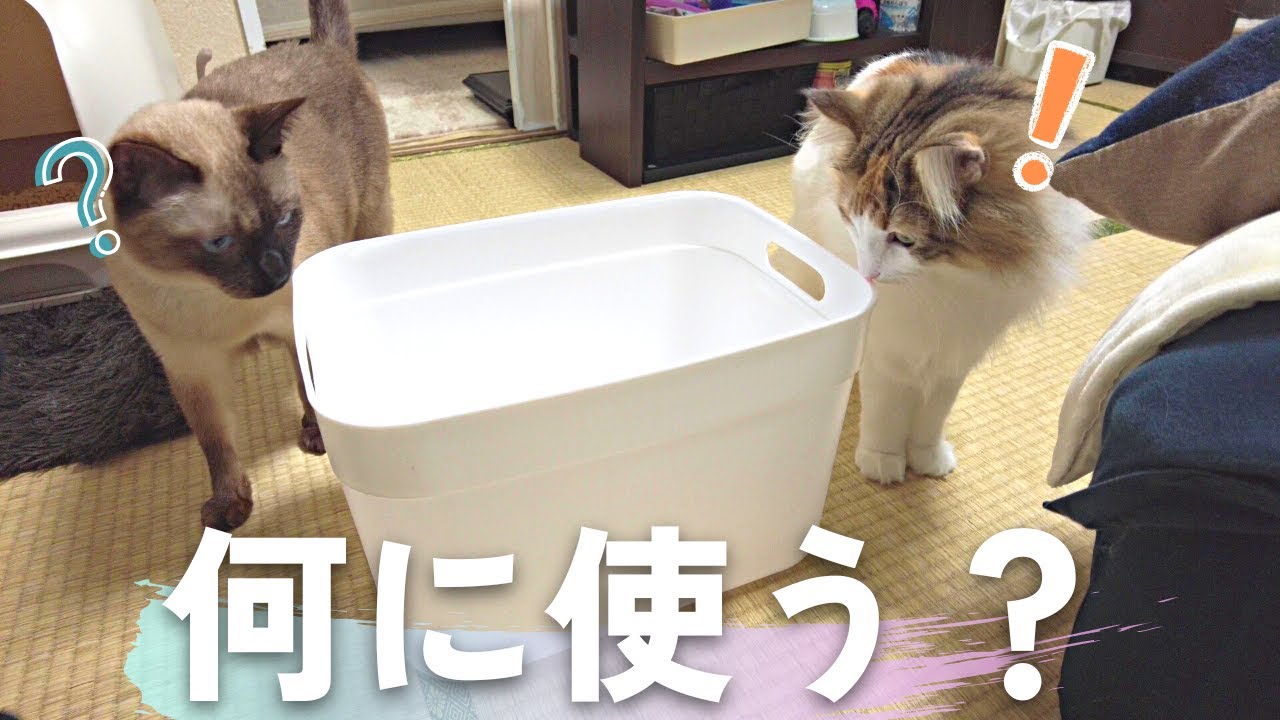 ダイソーの300円商品で幸せになる美人猫＆野次馬の保護猫ｗ【シャム猫/シャムミックス・ノルウェージャンフォレストキャット】