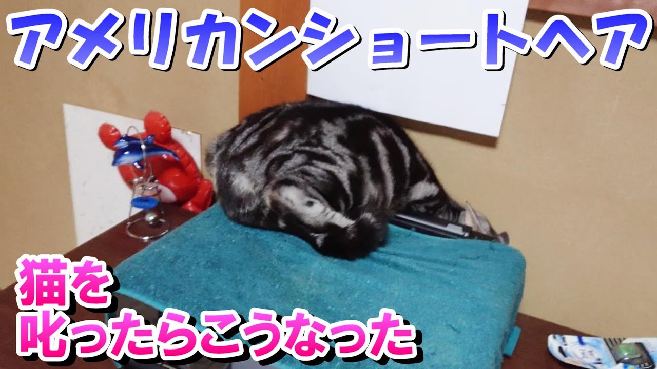 猫を叱ったらこうなった（アメリカンショートヘア）