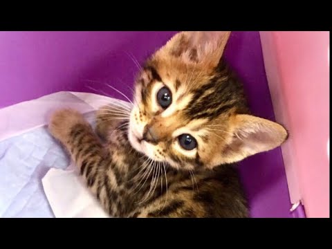 ☆怒ってたベンガルの子猫ちゃんが甘えだした時の猫動画♡マンチカン・ミヌエット専門ブリーダー『ペット蔵人』