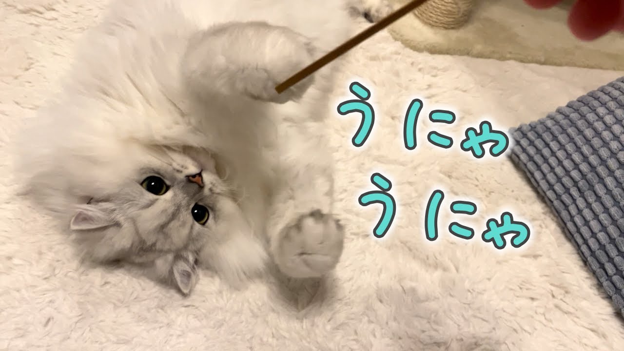 ゆる〜い猫じゃらしでおっとりまったりなペルシャ猫と遊びます