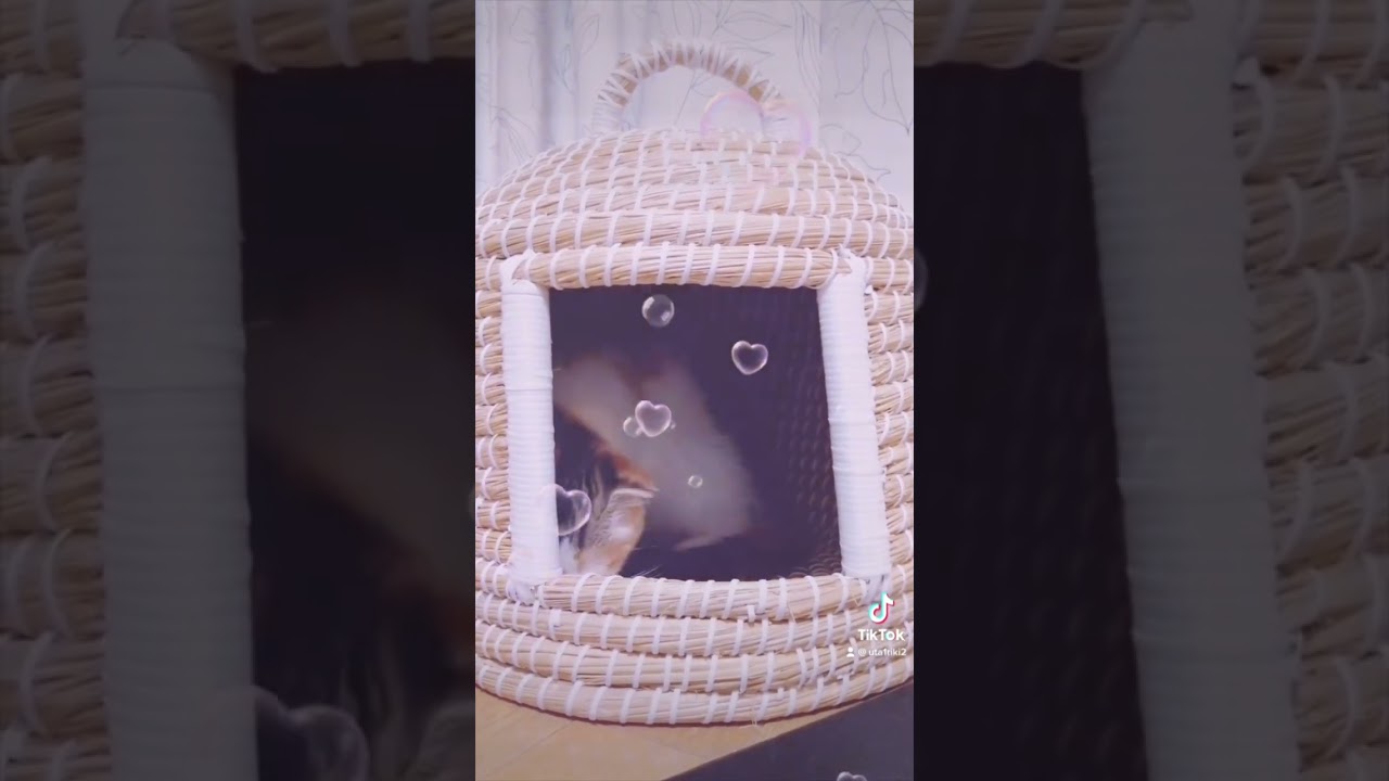【スコティッシュフォールド】子猫ぉー！！ 可愛すぎる・・・ #shorts