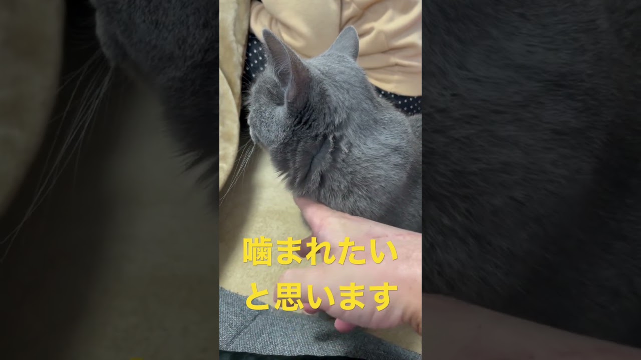 不機嫌な猫に噛まれてみた（ロシアンブルー）#shorts