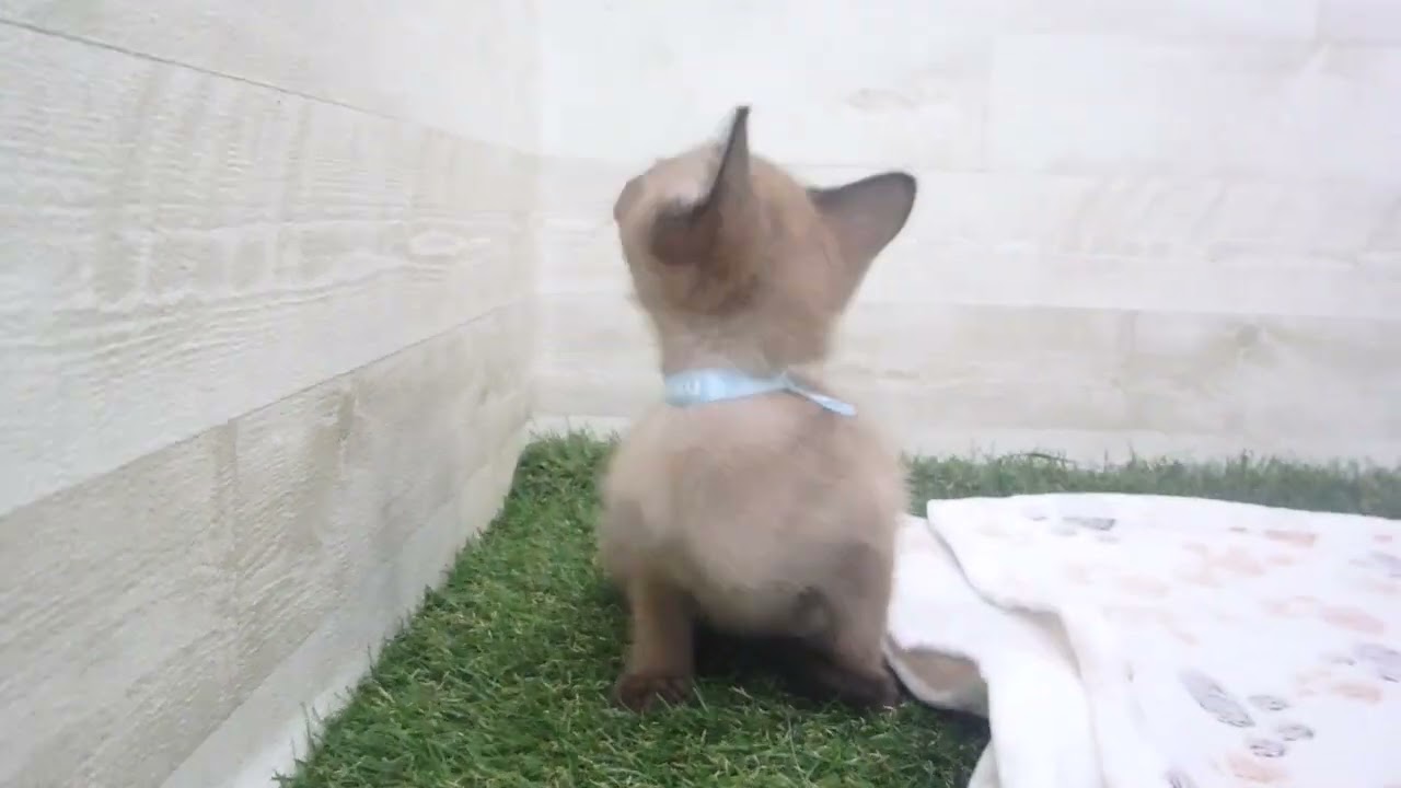 Coo&RIKU　No00618068 トンキニーズ