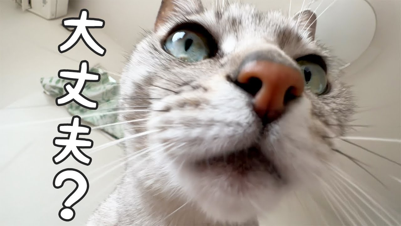 最近お疲れのママを心配してくれる猫マロちゃん【近い】