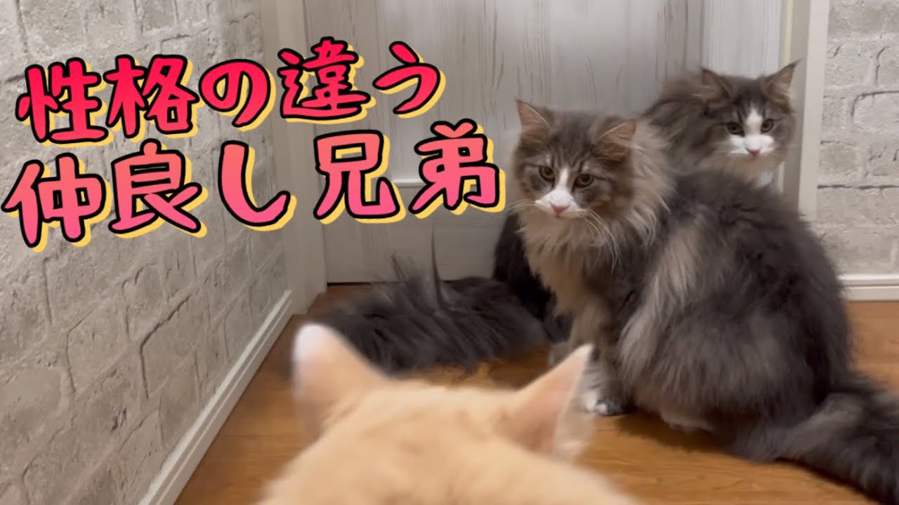 【可愛い❤️】性格の違う兄弟ノルウェージャンフォレストキャット