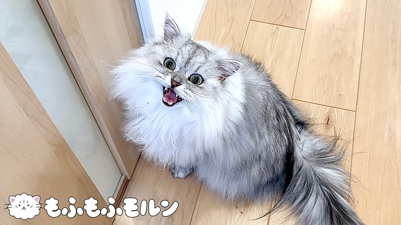 2階に上がりたい猫の要求が激しめです 【サイベリアン】