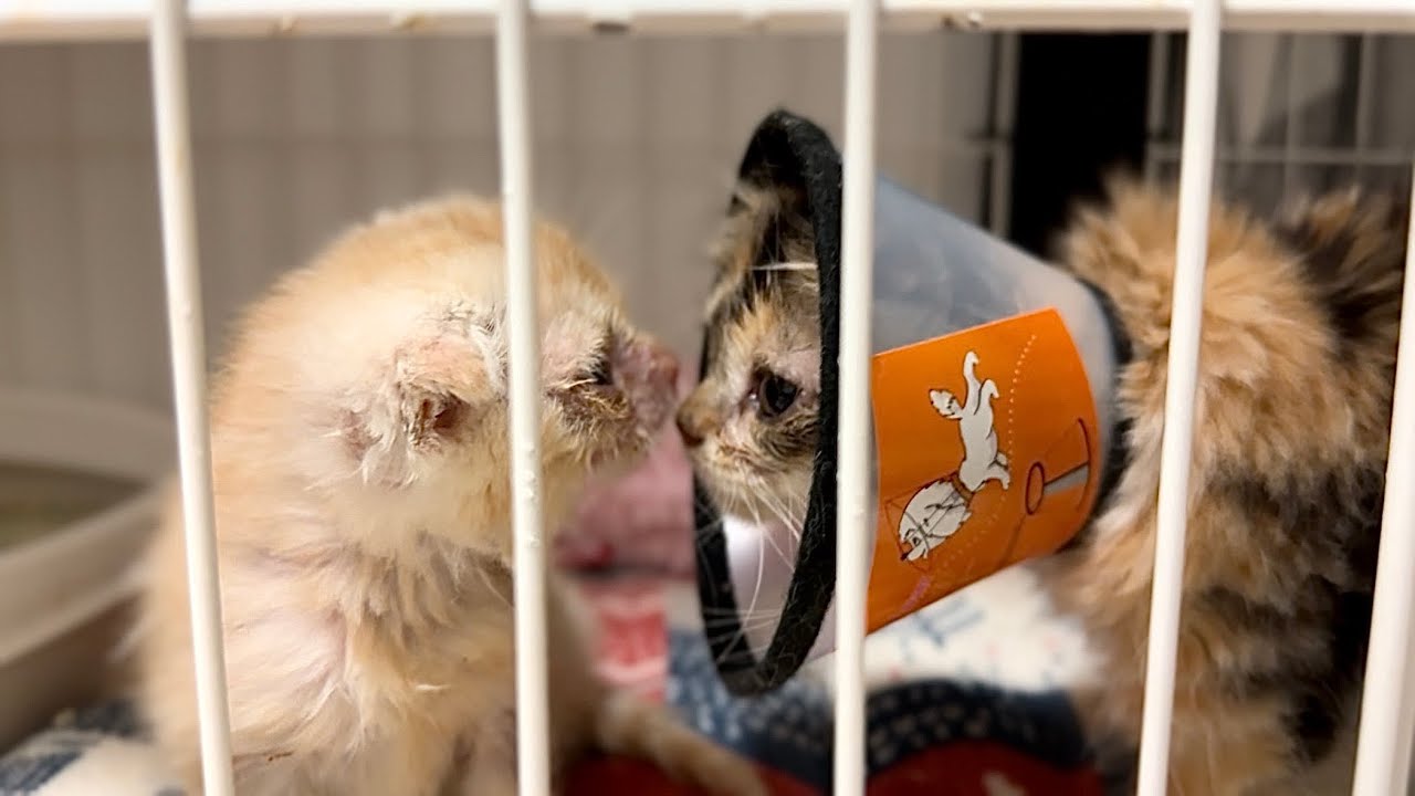 退院！久々の再会で子猫達がこうなりました。【多頭飼育崩壊から保護されたスコティッシュフォールド】 #13