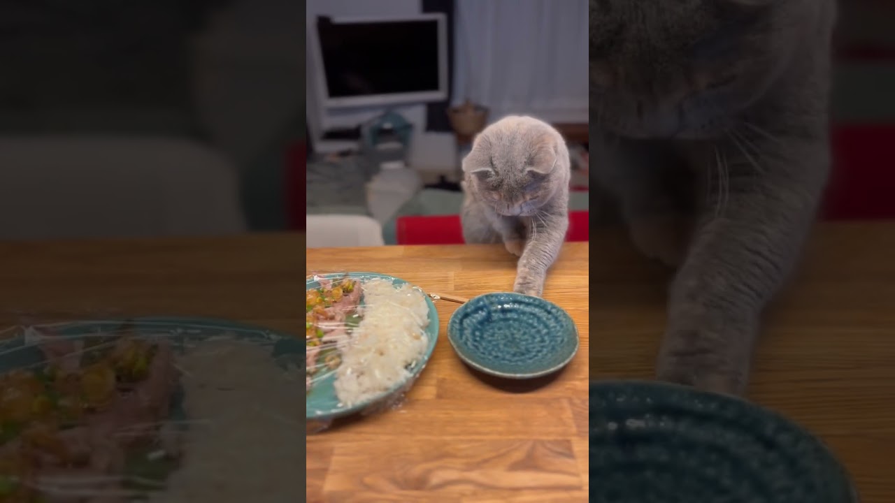 ついに現場をおさえました。 #ブリティッシュショートヘアー #britishshorthair #cat #猫 #gatos #ブリのうずめ