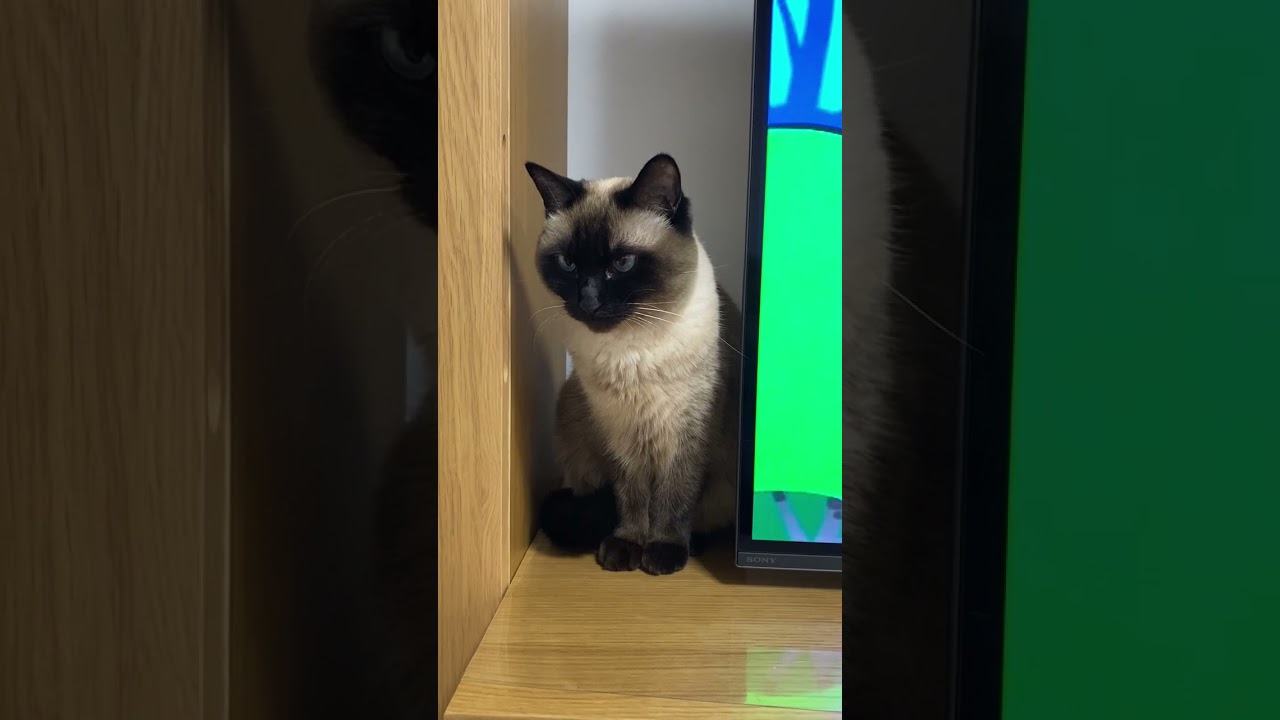 【2023.02.07】今日のシャム猫のふくさん（音無し）【たぬき猫】 #Shorts