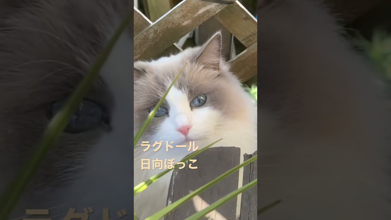 ラグドールの日常 お天気いい日はベランダで日光浴 猫カフェ気分 ragdoll もふもふ 小さいラグドール 猫かわいい動画 猫癒し動画 日向ぼっこ ベランダ猫 @minamin.ch.2022