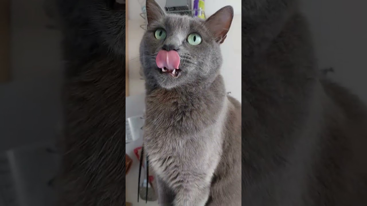 #schort Gatto Cico👑