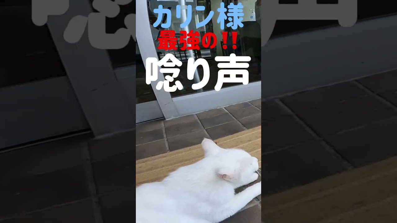 あの凶暴猫のカリン様が近づくワンちゃんに戦闘モード‼️#shorts