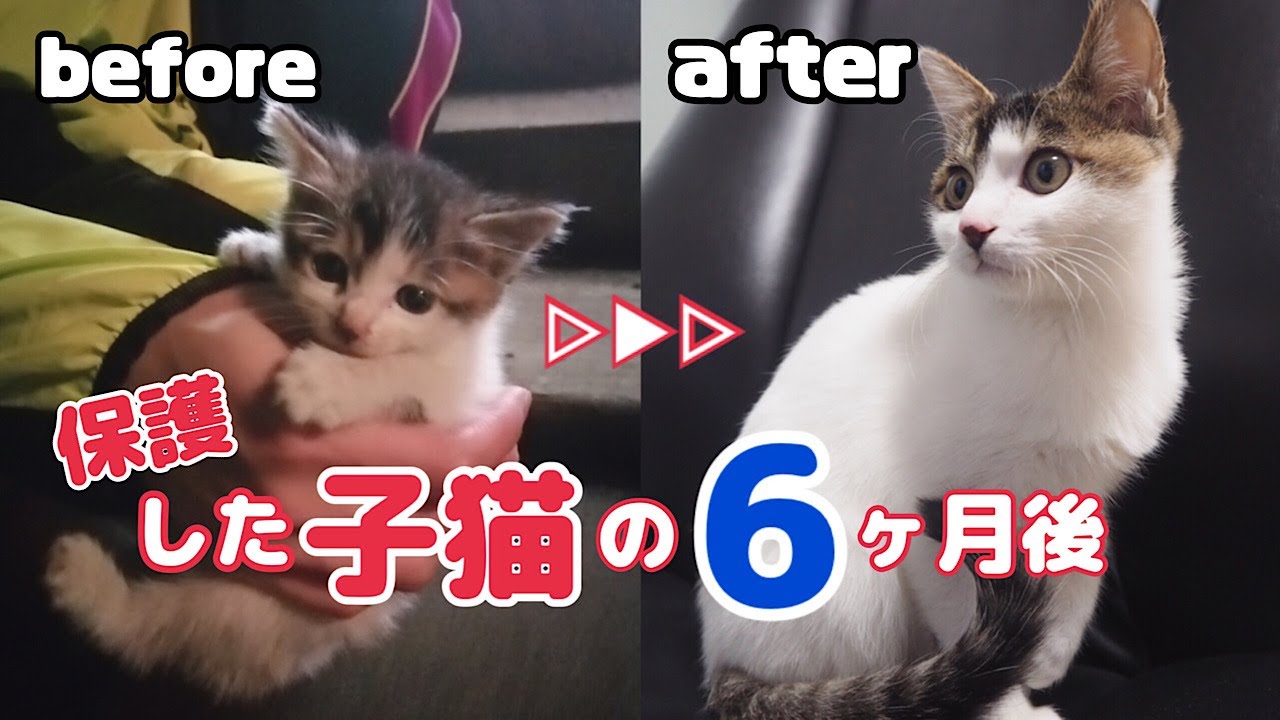 【保護猫】ひとりぼっちの子猫のビフォーアフター/6ヶ月後に避妊手術をする