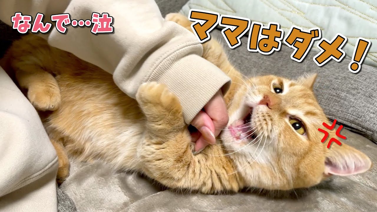 もふられたときの態度がパパとママで違いすぎる…泣