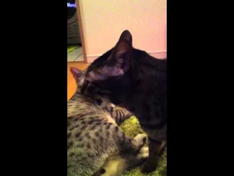 エジプシャンマウとベンガルのスキンシップ