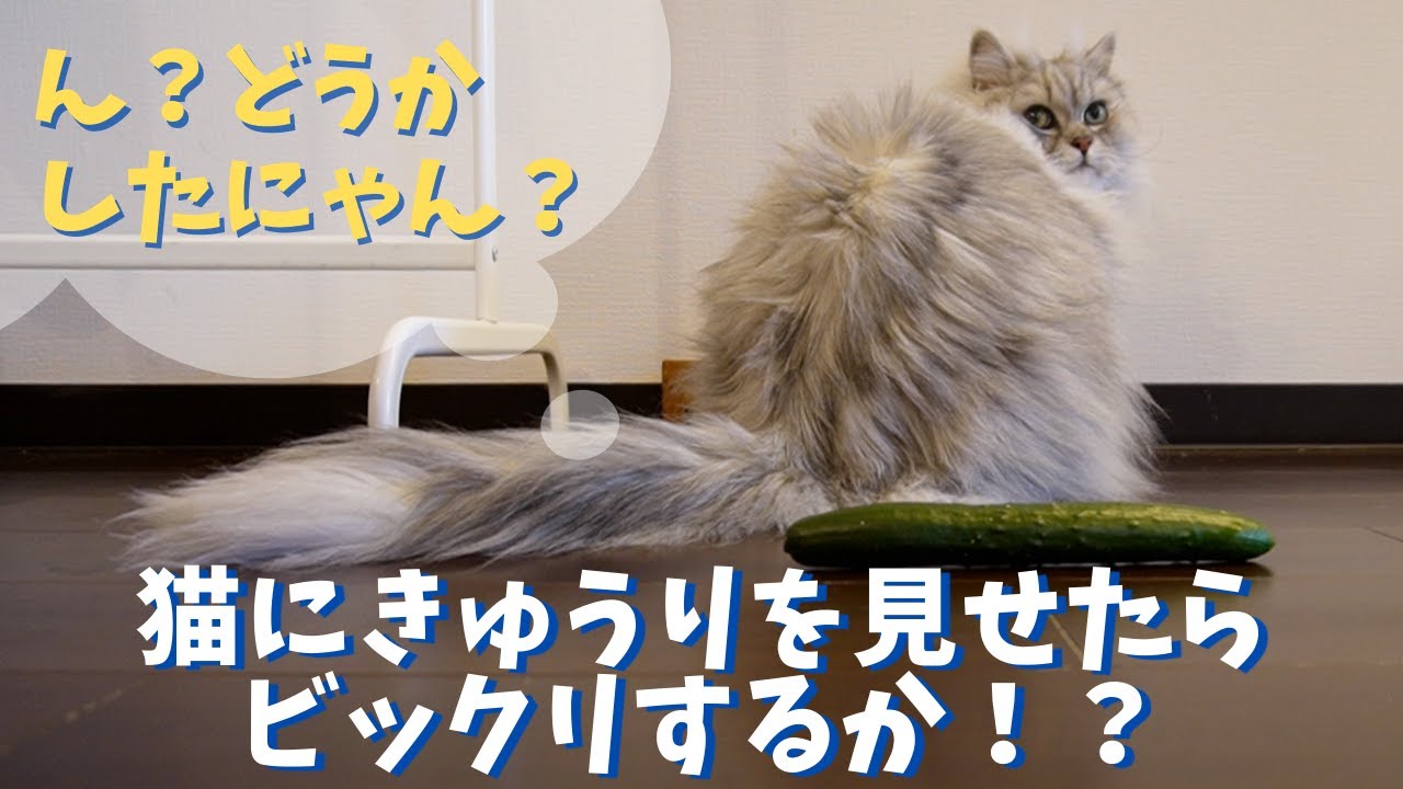 猫にきゅうりを見せたらびっくりするか！？｜ラガマフィンのラガさん