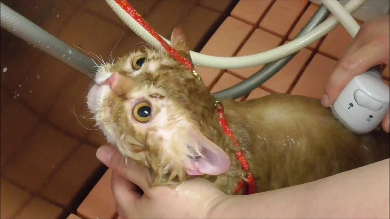 セルカークレックスの鉄二君