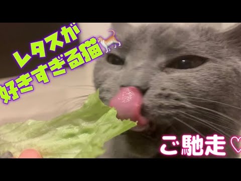 【シャルトリュー】レタスが大好きな猫🐈