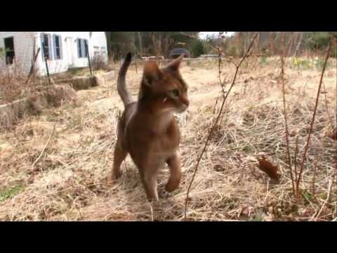 Cats 101 Animal Planet - アビシニアン ** 高品質 **