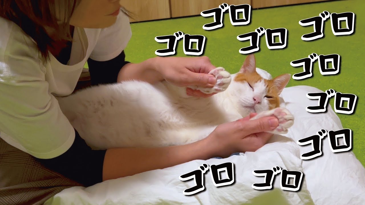 高級マッサージをされた猫がこうなりました【関西弁でしゃべる猫】