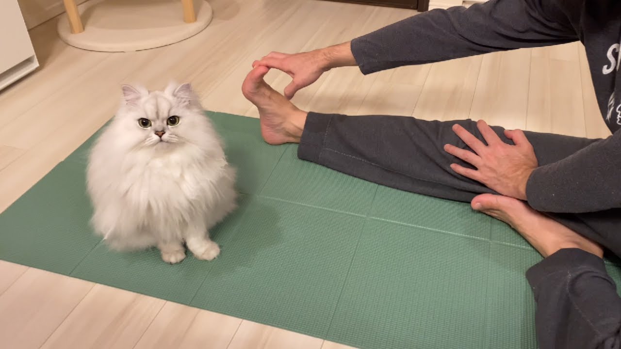 飼い主のストレッチに参加する猫がかわいい！