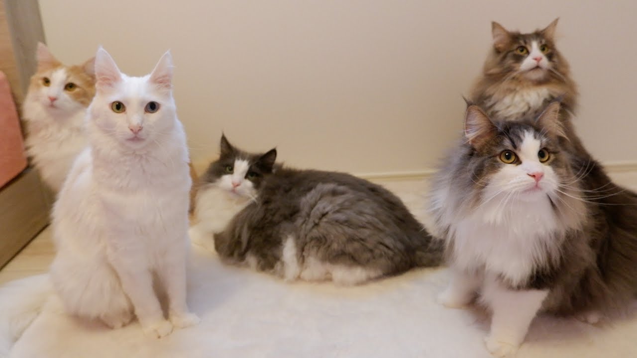 【日常】自由すぎる猫が集まったらこんな感じwwwノルウェージャンフォレストキャットとターキッシュアンゴラ