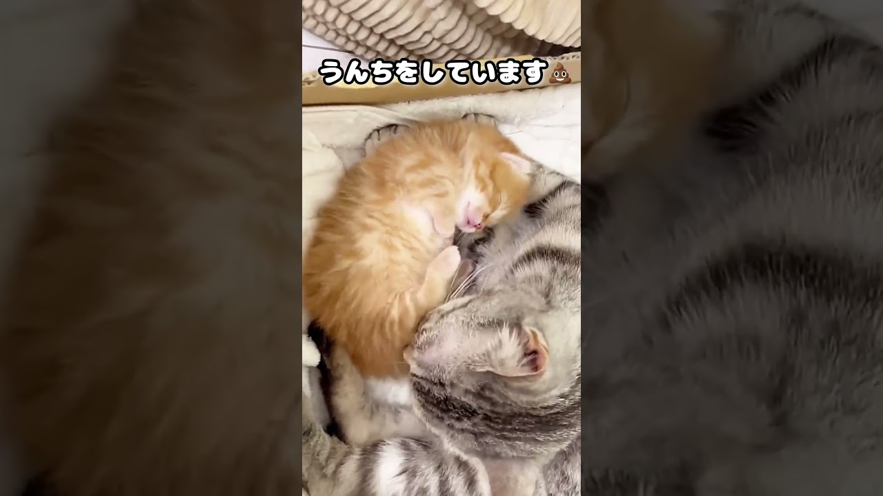 赤ちゃん子猫のう◯ちを舐めたママ猫が... #Shorts