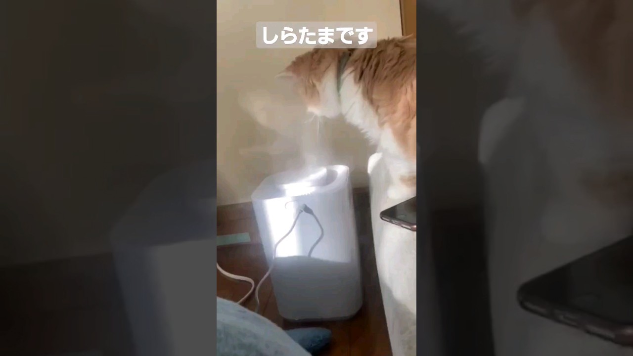 【子猫】加湿される猫#ラガマフィン #猫動画 #cat #shorts