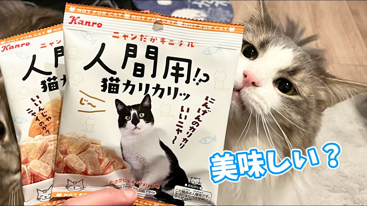 人間用のカリカリ食べてみました！！！ ノルウェージャンフォレストキャット