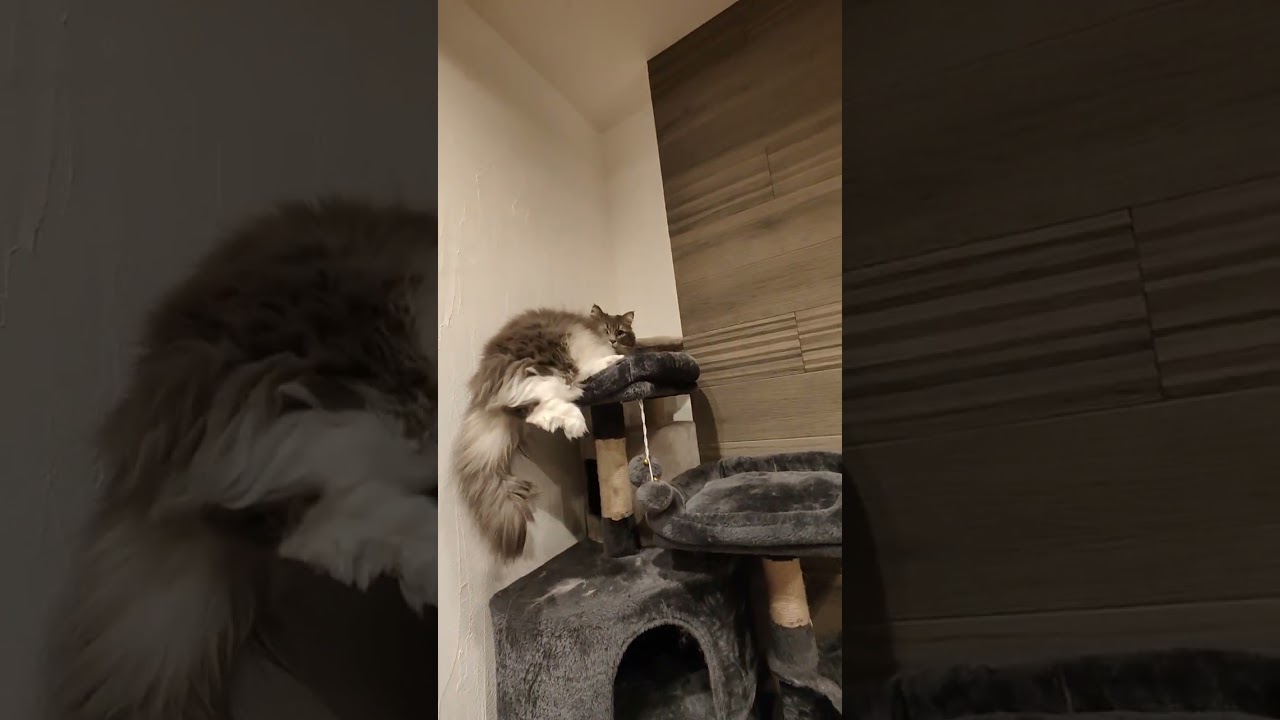 なんかバランスがすごい猫【サイベリアンのラフィ】#shorts