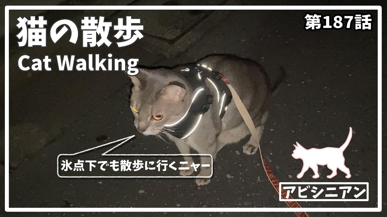 [187話] (アビシニアン) 毎日の猫散歩 Cat walking