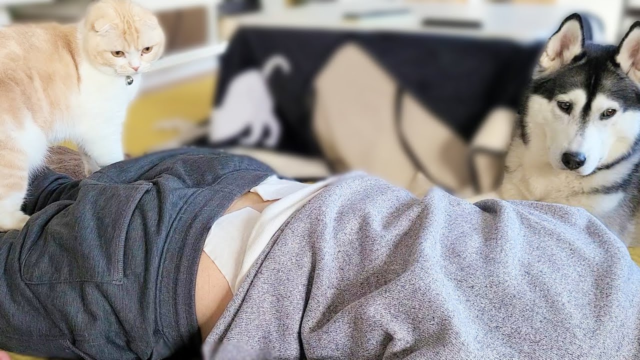 ぎっくり腰で動けなくて心配して一日中看病してくれる子猫と犬達が優しすぎた。