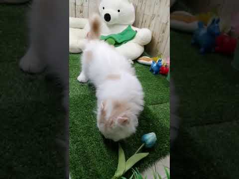 Coo&RIKU　No608190　アメリカンカール