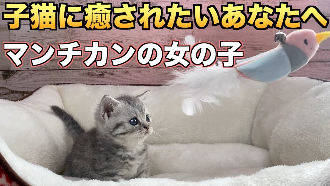 【マンチカン】子猫に癒されたいあなたへ！生後約3週間のマンチカンの女の子