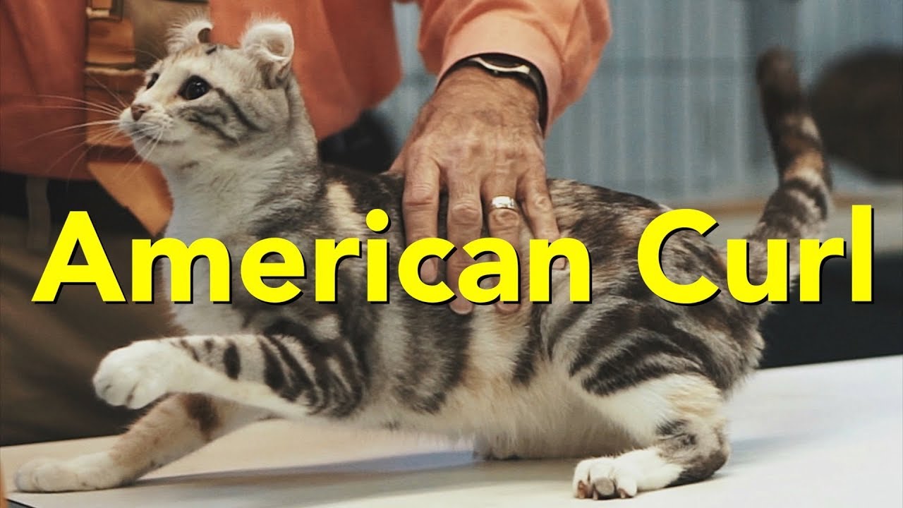 TICAキャットショーでのアメリカンカール
