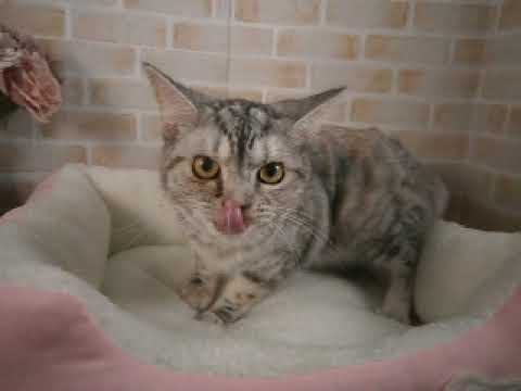 618479 アメリカンショートヘアー