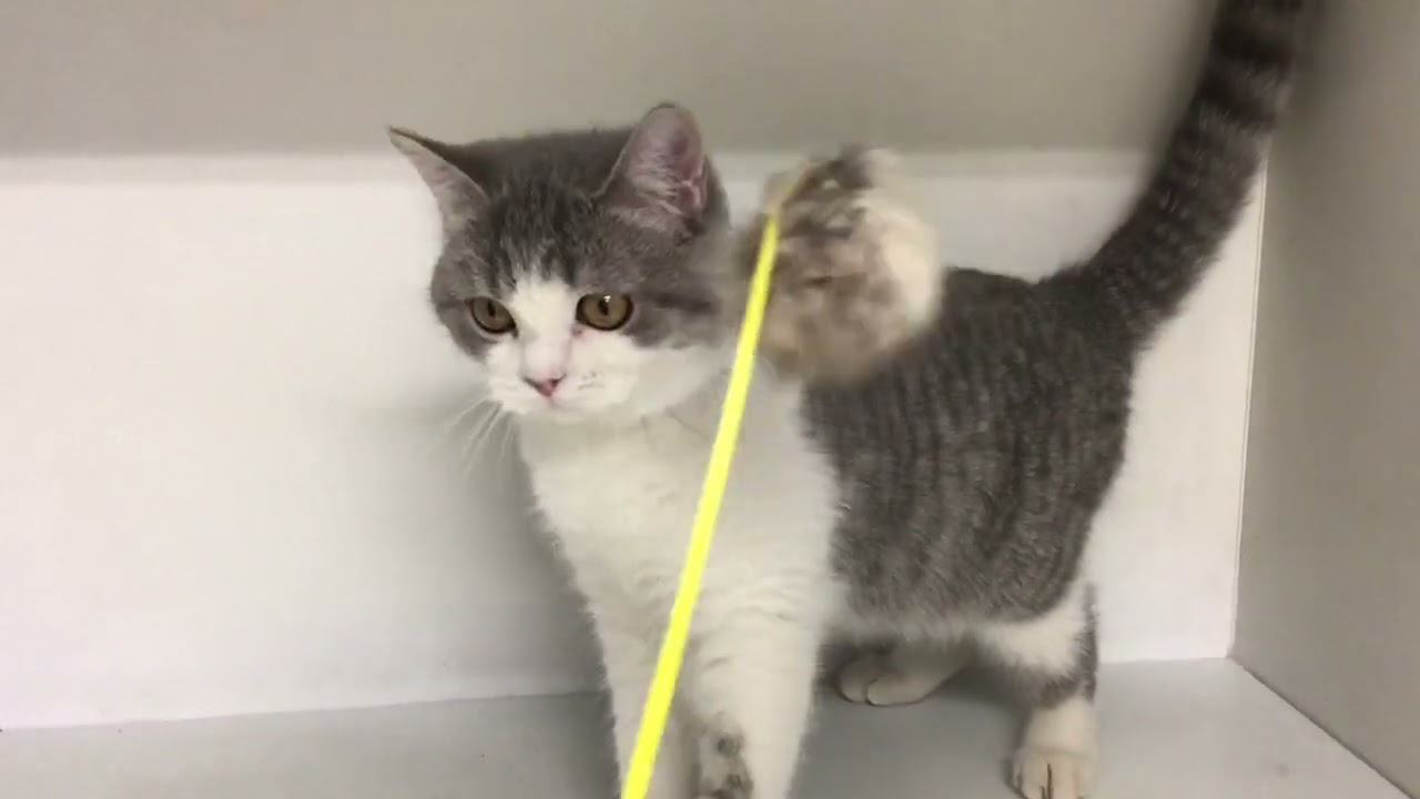 セルカークレックス 【ブルータビー&ホワイト】可愛い男の子です。