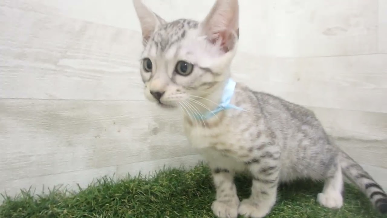 00600040 エジプシャンマウ