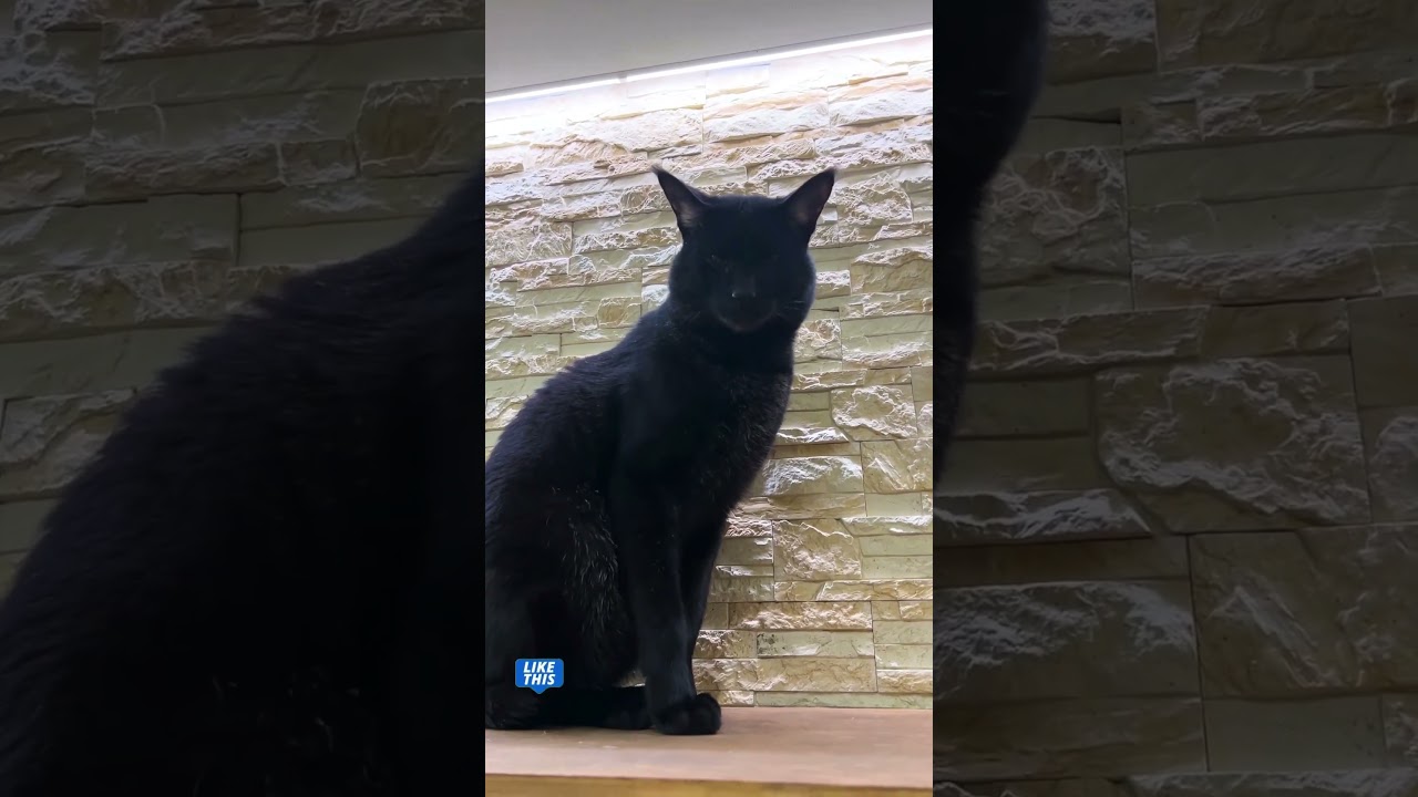 Почему камышовые коты живут с людьми? 😼 Вымирающий вид?