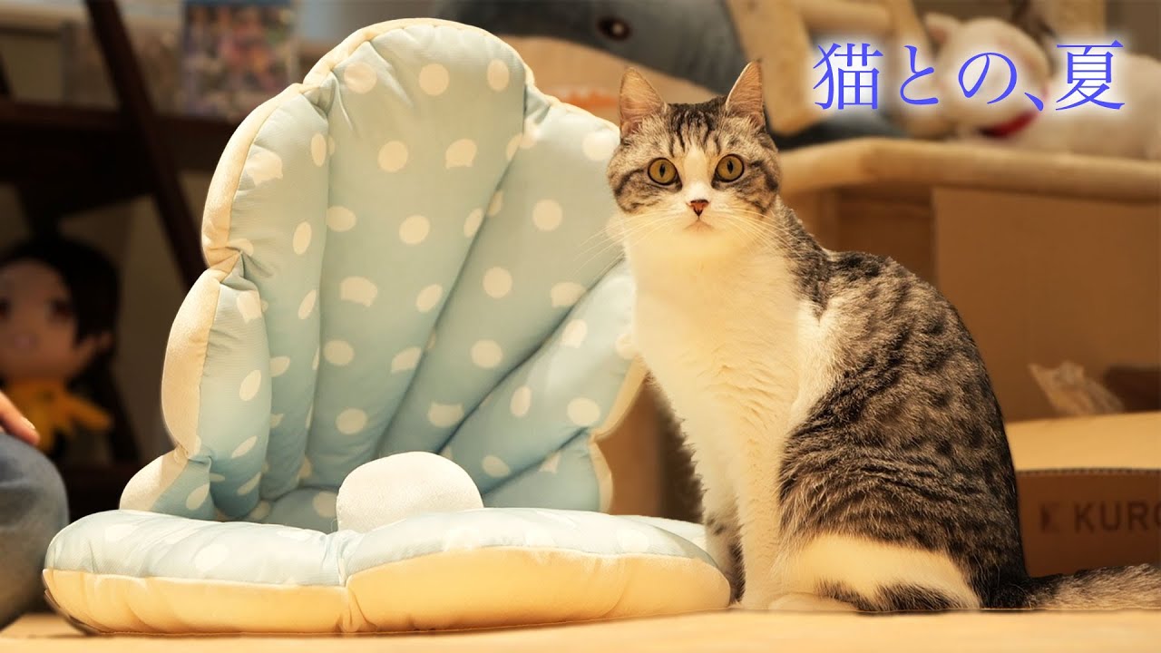 猫と一緒に過ごす夏の昼下がり【スコティッシュフォールド】