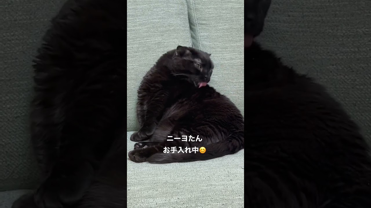 【黒猫マンチカン】ニーヨたん キレイキレイ #shorts #short #shortvideo #blackcat #munchkin #短足 #短足マンチカン #お手入れ #癒し #癒し猫