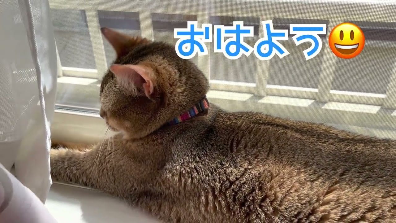 おひるねアビシニアン