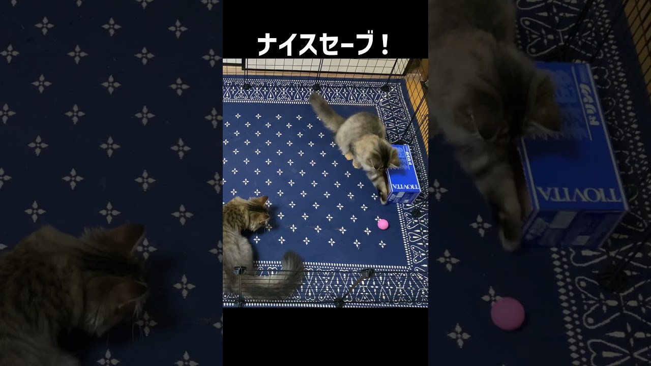 【サッカー】ワールドカップに触発された子猫たち⚽【サイベリアン・多頭飼い】 #shorts