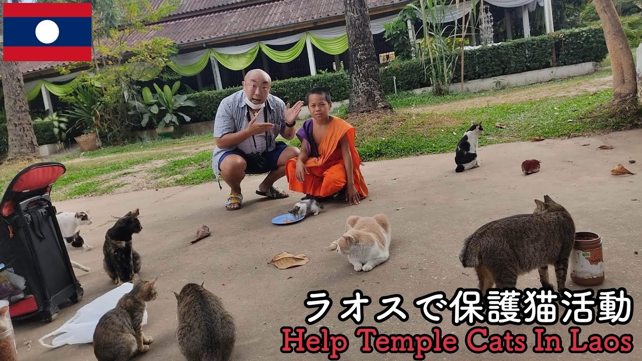 【ラオスの猫達】ラオスで保護猫活動！海外で頑張る日本人女性に密着！